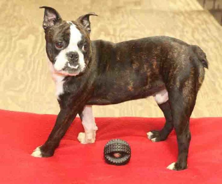 Squash, an adopted Boston Terrier Mix in Rossville, TN_image-3