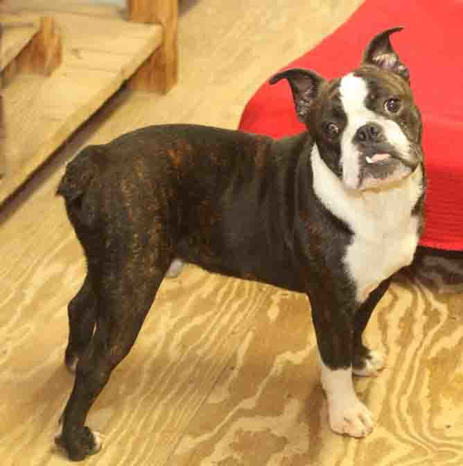 Squash, an adopted Boston Terrier Mix in Rossville, TN_image-5