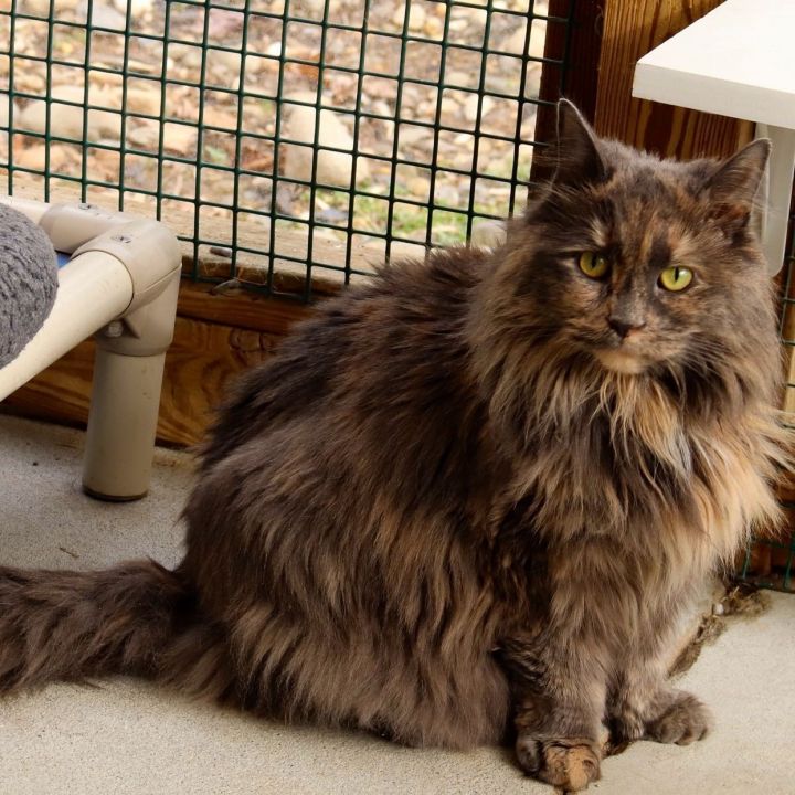 Cat For Adoption Angel A Domestic Long Hair In Phoenixville Pa
