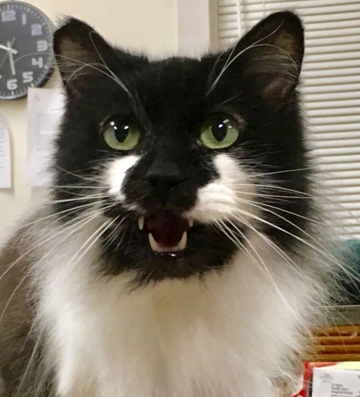 Cat For Adoption Munchkin A Domestic Long Hair In Greensboro