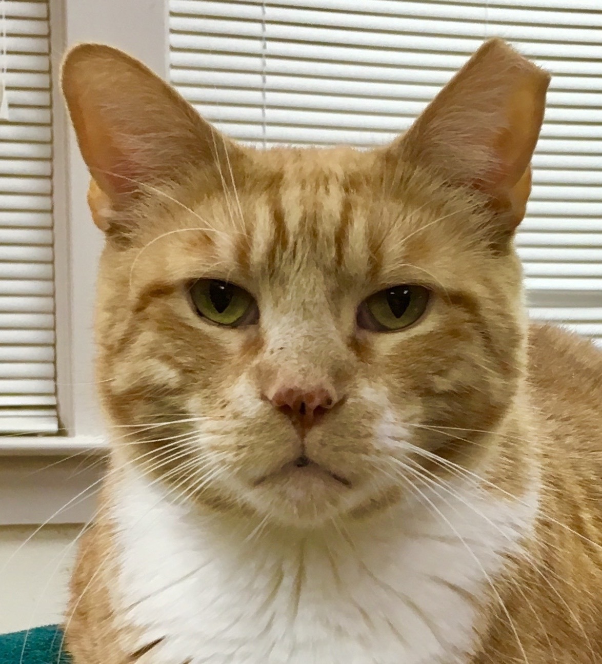 Opie, an adoptable Domestic Short Hair in Greensboro, NC, 27429 | Photo Image 1