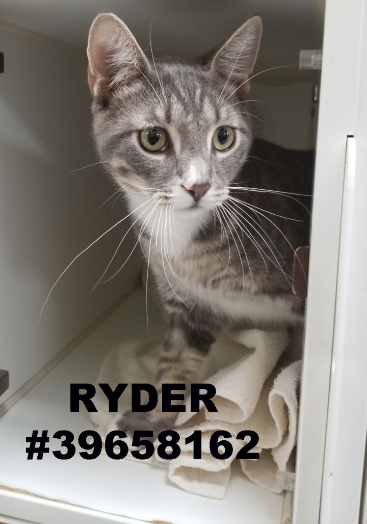 Ryder 1