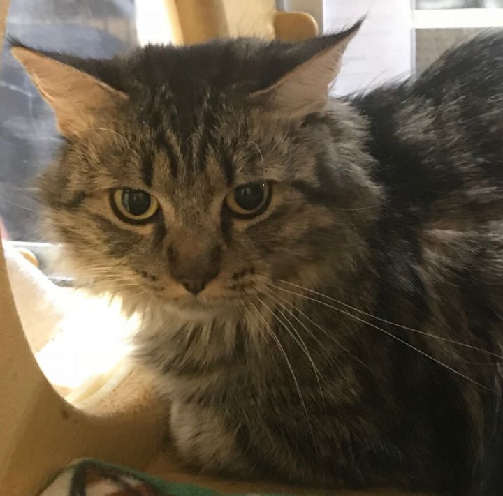 Cat For Adoption Godiva A Domestic Long Hair Tabby Mix In