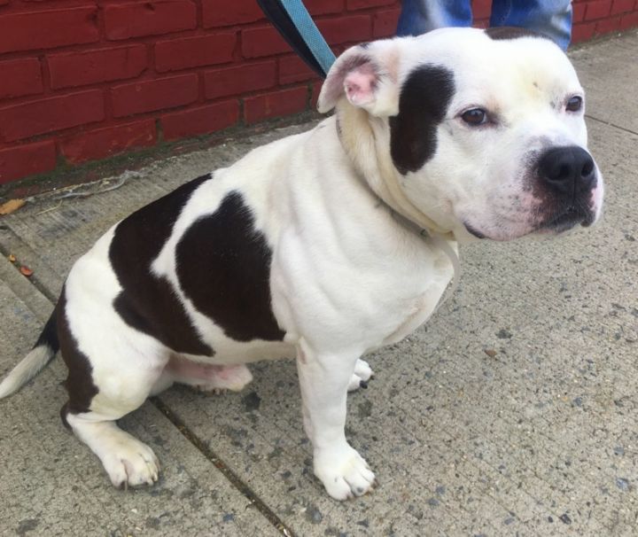 Bobo, an adopted English Bulldog & Staffordshire Bull Terrier Mix in New York, NY_image-3