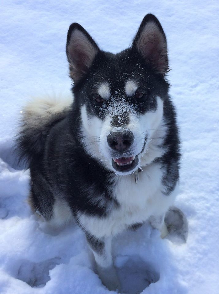 Stormy, an adoptable Husky Mix in Lake Odessa, MI