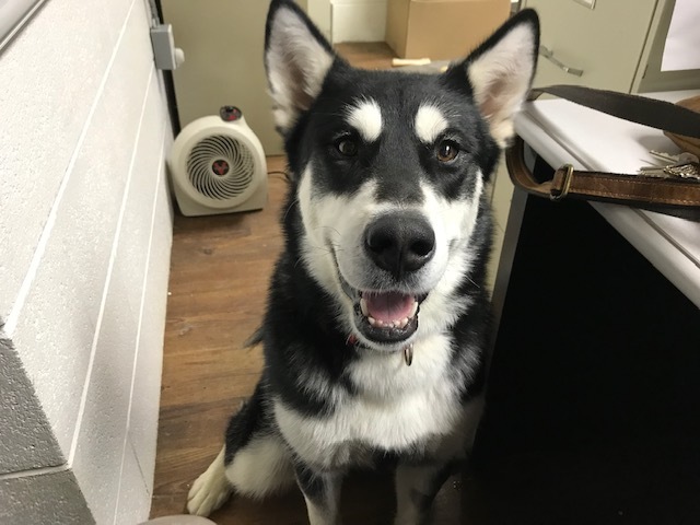 Stormy, an adoptable Husky Mix in Lake Odessa, MI