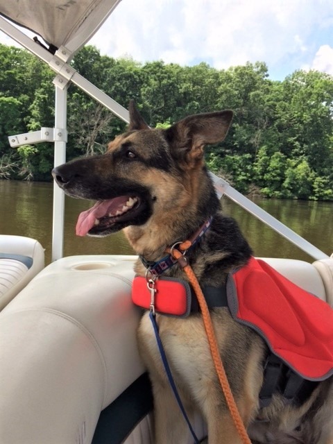 Kanga, an adoptable German Shepherd Dog Mix in Lake Odessa, MI