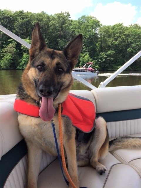 Kanga, an adoptable German Shepherd Dog Mix in Lake Odessa, MI