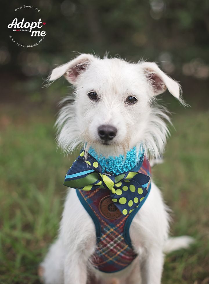 Popcorn, an adopted Terrier Mix in Kingwood, TX_image-1