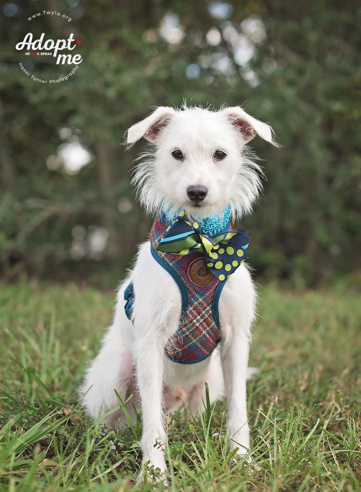 Popcorn, an adopted Terrier Mix in Kingwood, TX_image-4