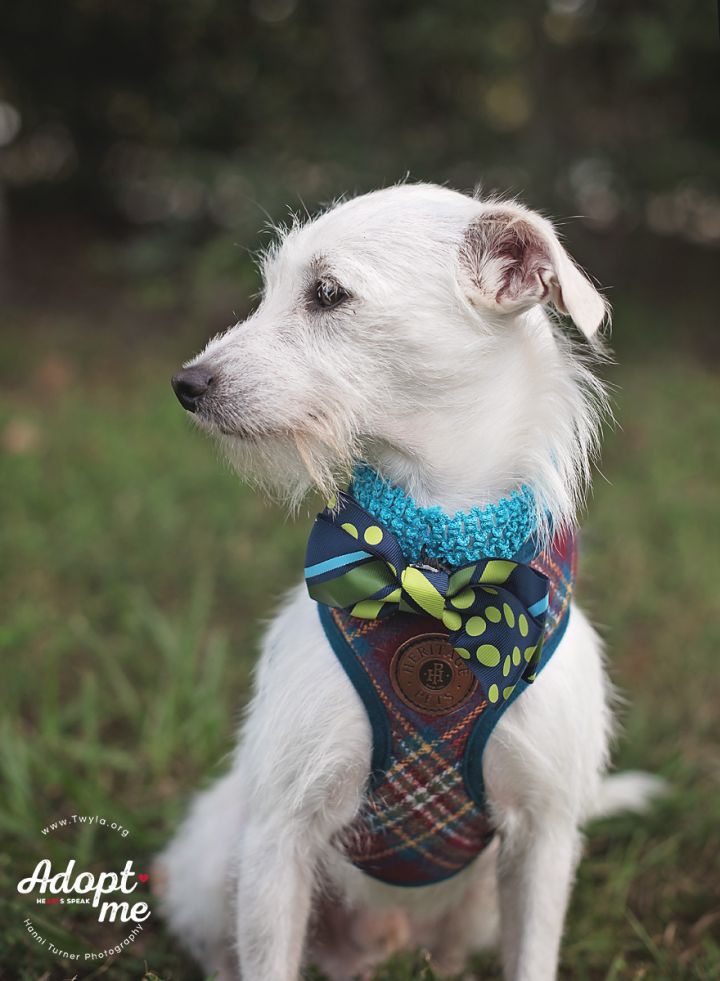 Popcorn, an adopted Terrier Mix in Kingwood, TX_image-6