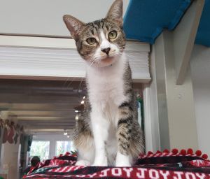 Dixon