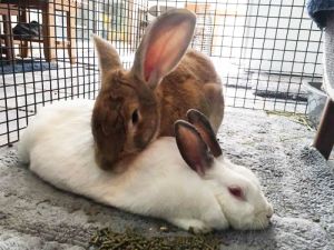 Rabbit For Adoption Bjorn And Sanna A New Zealand In Miami