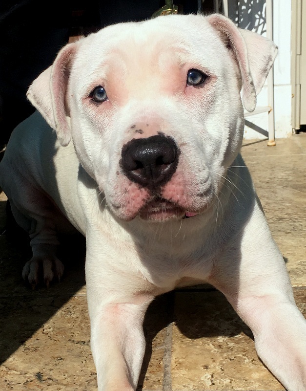 amstaff puppies for sale near me