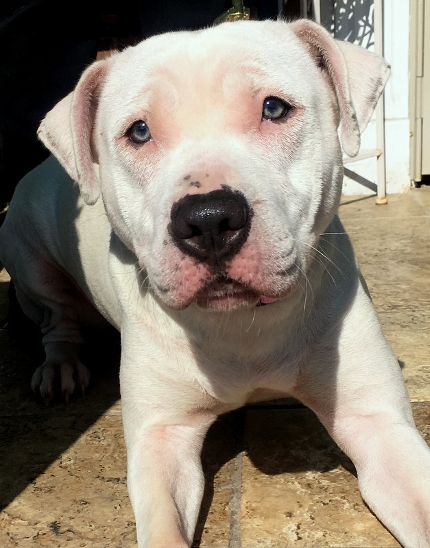 American Staffordshire Terrier Puppy Isolated On A White Background Pet Animals Stock Photo Download Image Now Istock