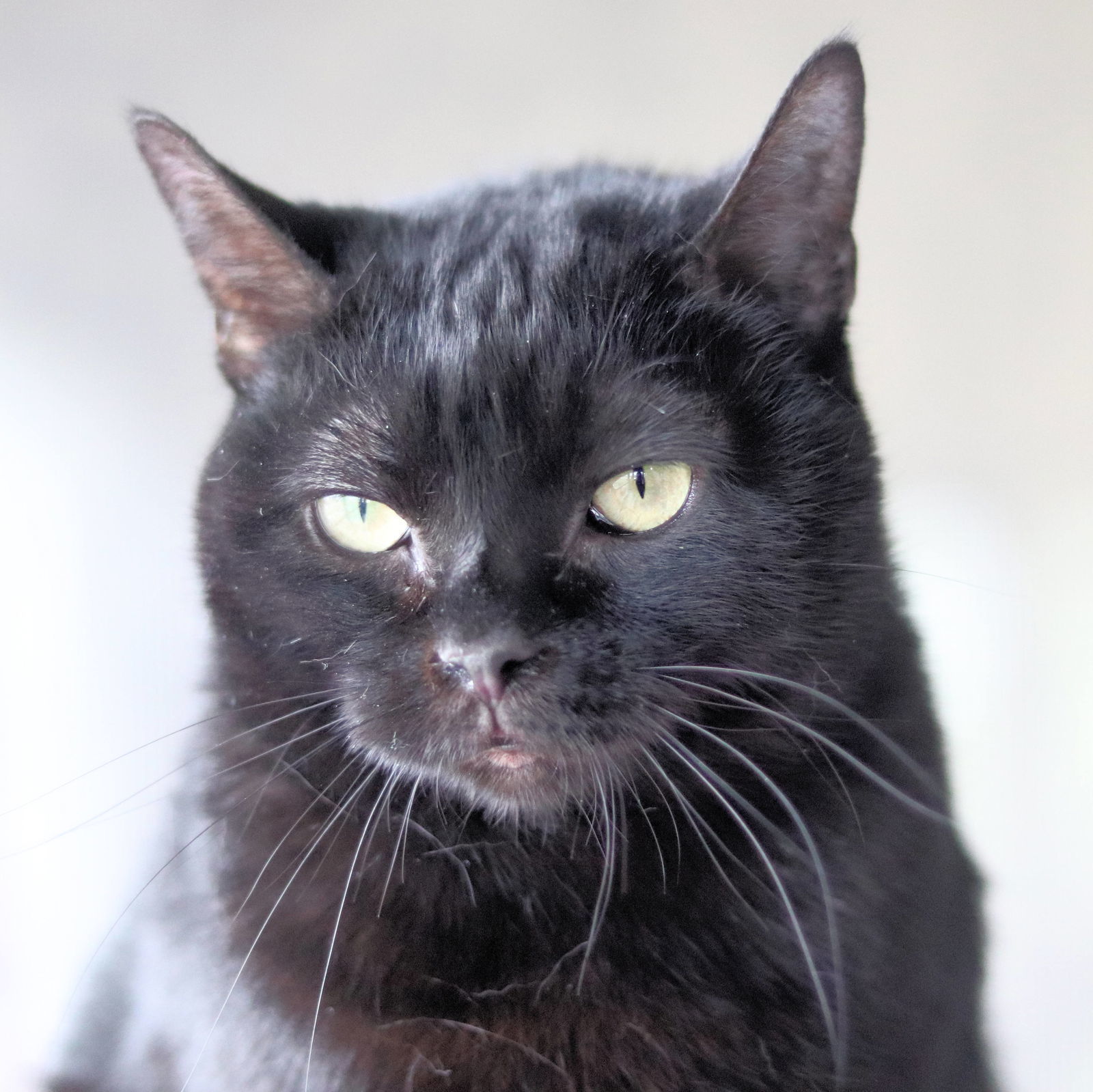 Rotini, an adoptable Domestic Short Hair in Estherville, IA, 51334 | Photo Image 1