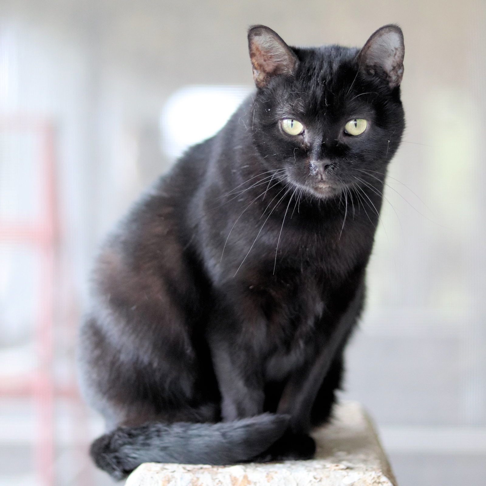 Rotini, an adoptable Domestic Short Hair in Estherville, IA, 51334 | Photo Image 2