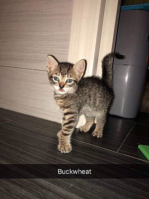 Buckwheat