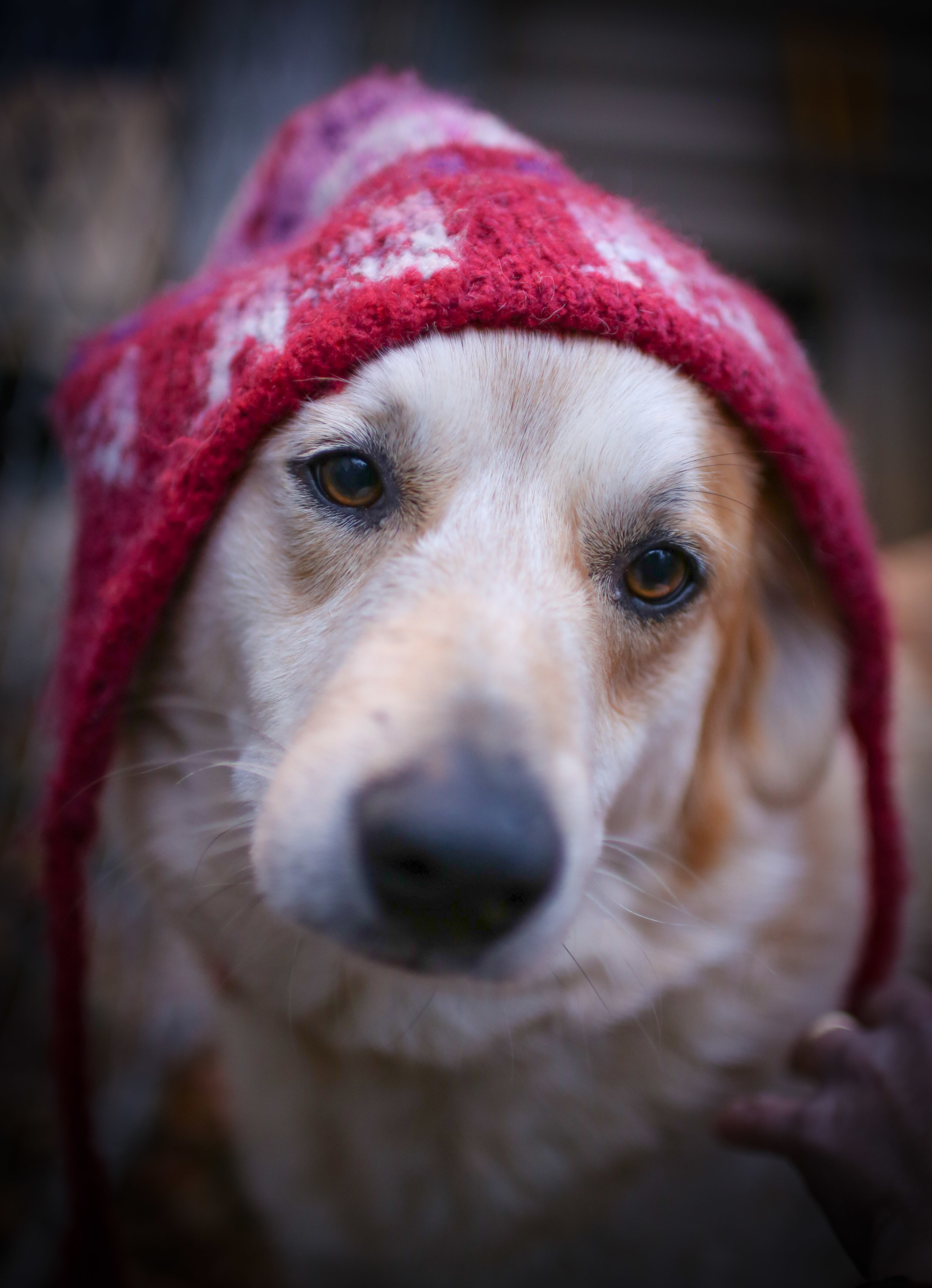 Willow - SPECIAL NEEDS, an adoptable Australian Cattle Dog / Blue Heeler, Great Pyrenees in Cleveland, TN, 37312 | Photo Image 2