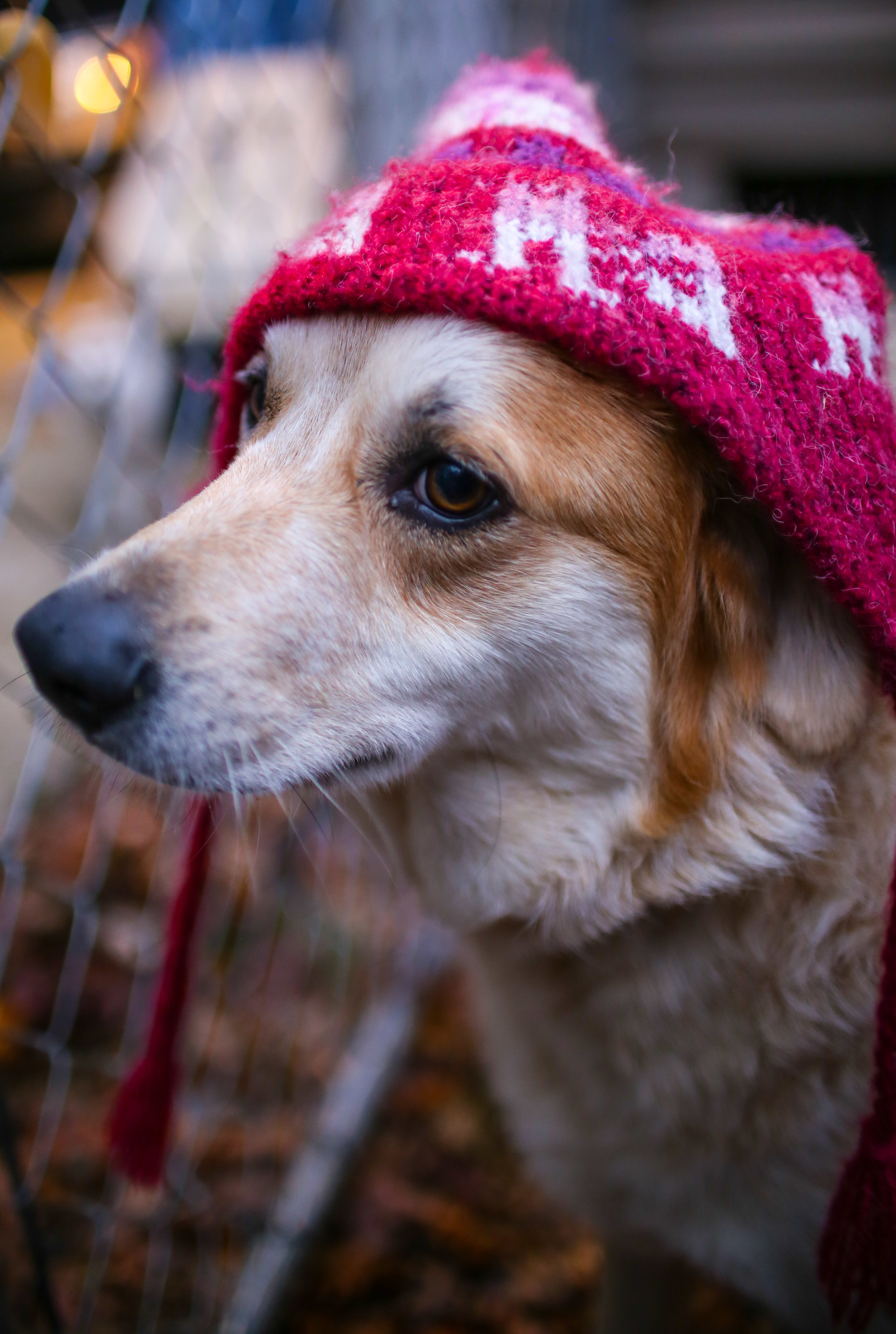 Willow - SPECIAL NEEDS, an adoptable Australian Cattle Dog / Blue Heeler, Great Pyrenees in Cleveland, TN, 37312 | Photo Image 3