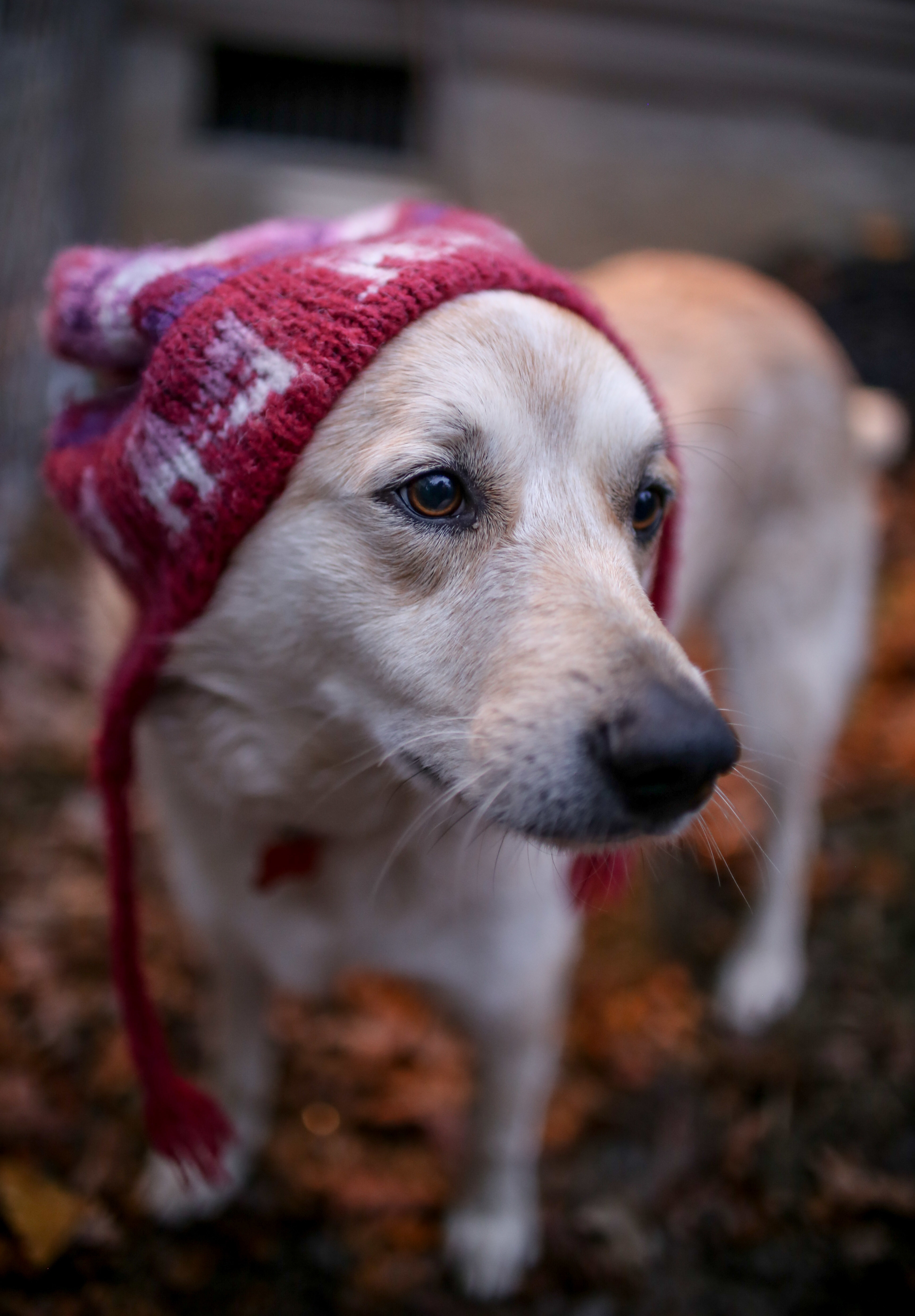 Willow - SPECIAL NEEDS, an adoptable Australian Cattle Dog / Blue Heeler, Great Pyrenees in Cleveland, TN, 37312 | Photo Image 4