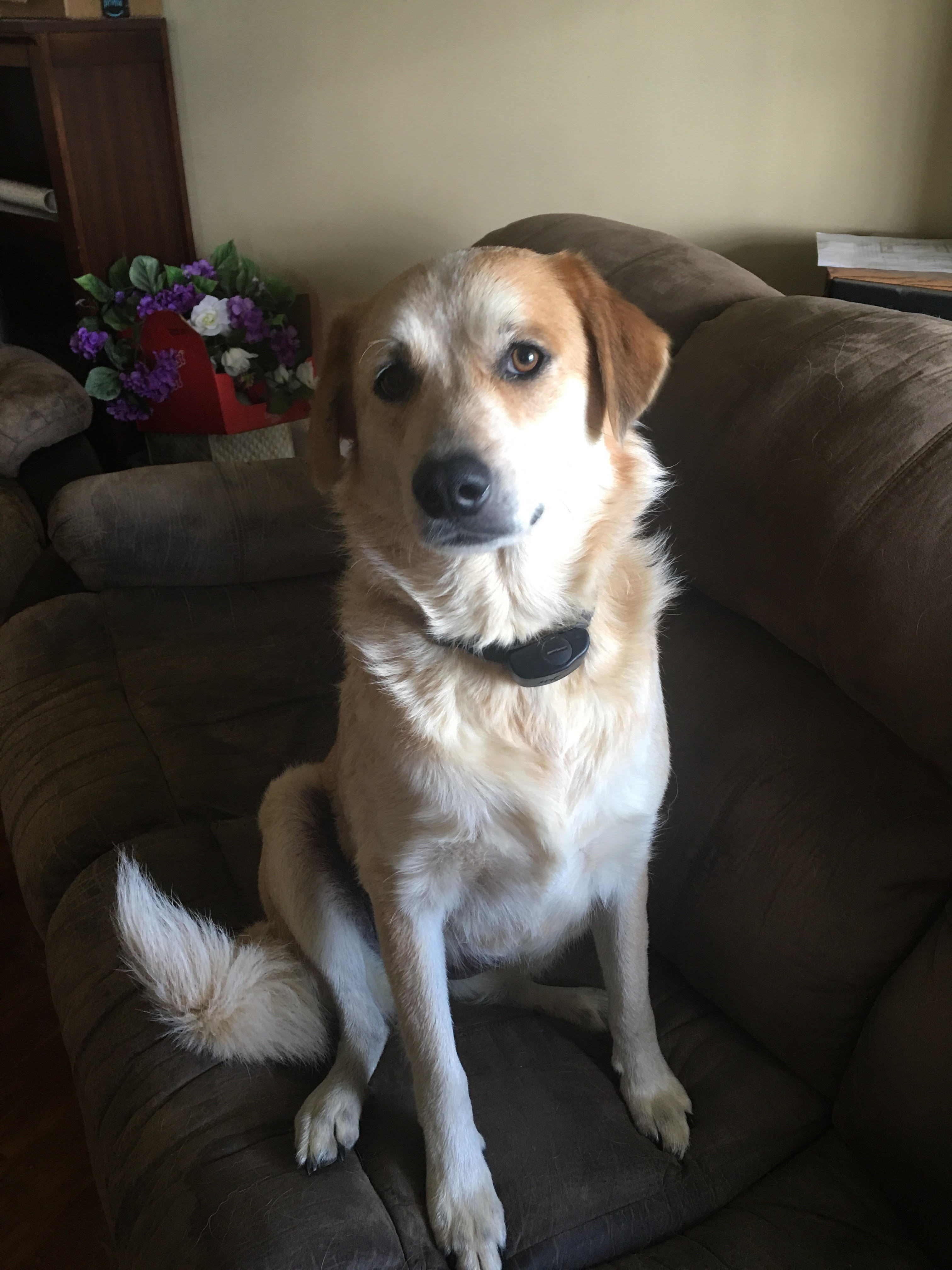 Willow - Very Special Girl!, an adoptable Australian Cattle Dog / Blue Heeler, Great Pyrenees in Cleveland, TN, 37312 | Photo Image 4