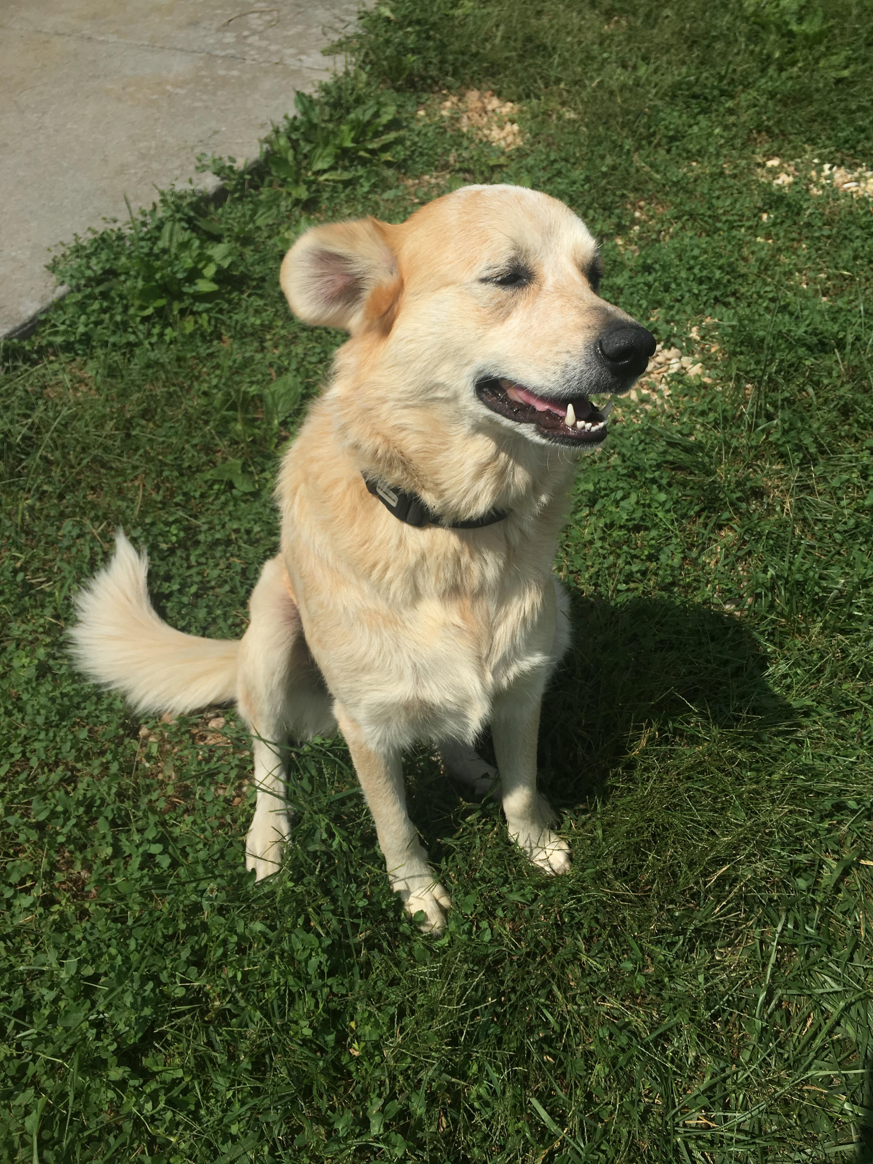 Cattle dog hot sale great pyrenees mix