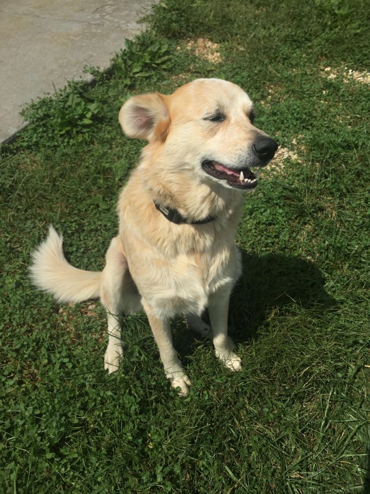 Red heeler pyrenees store mix