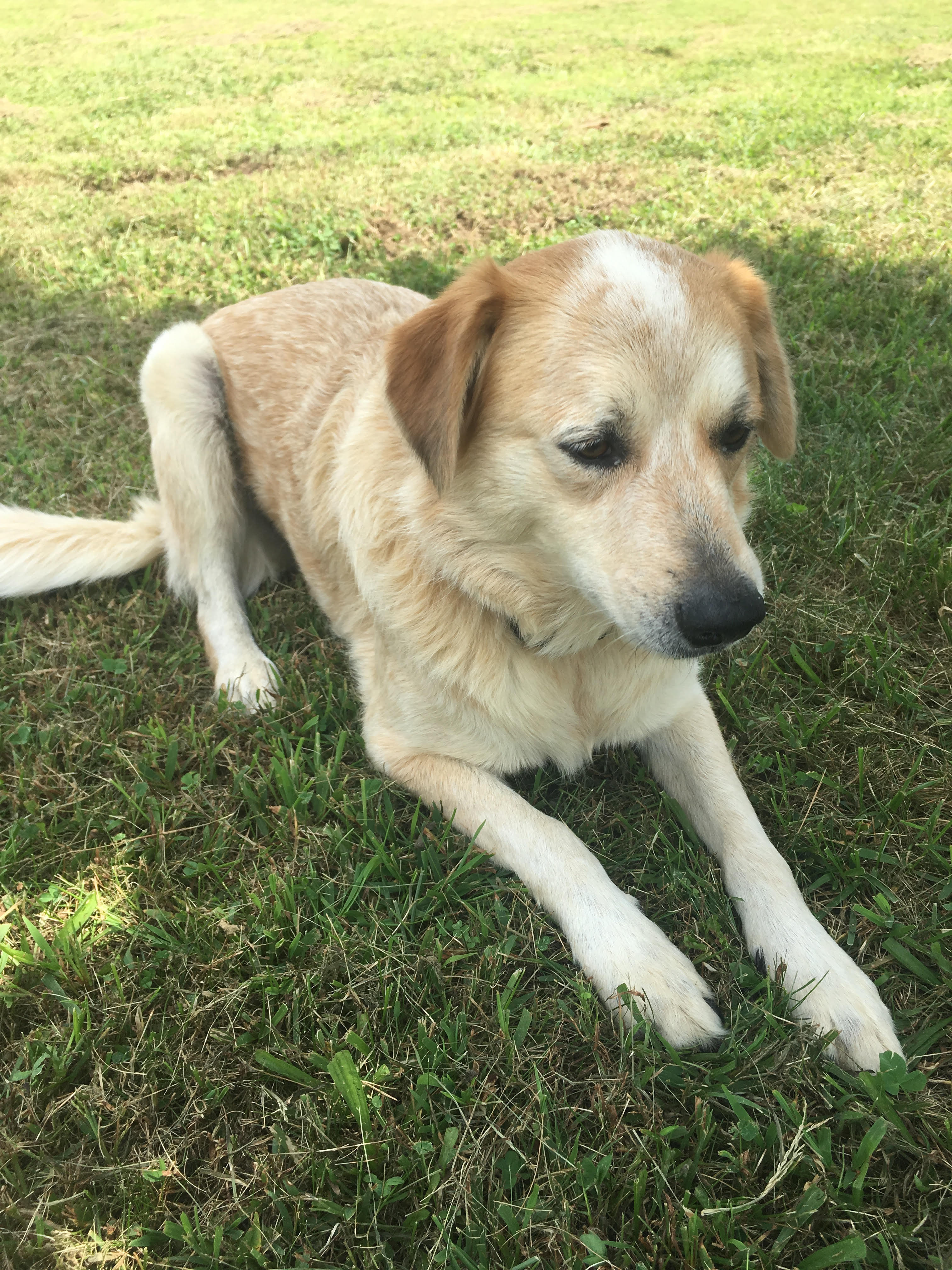 Willow - SPECIAL NEEDS, an adoptable Australian Cattle Dog / Blue Heeler, Great Pyrenees in Cleveland, TN, 37312 | Photo Image 6