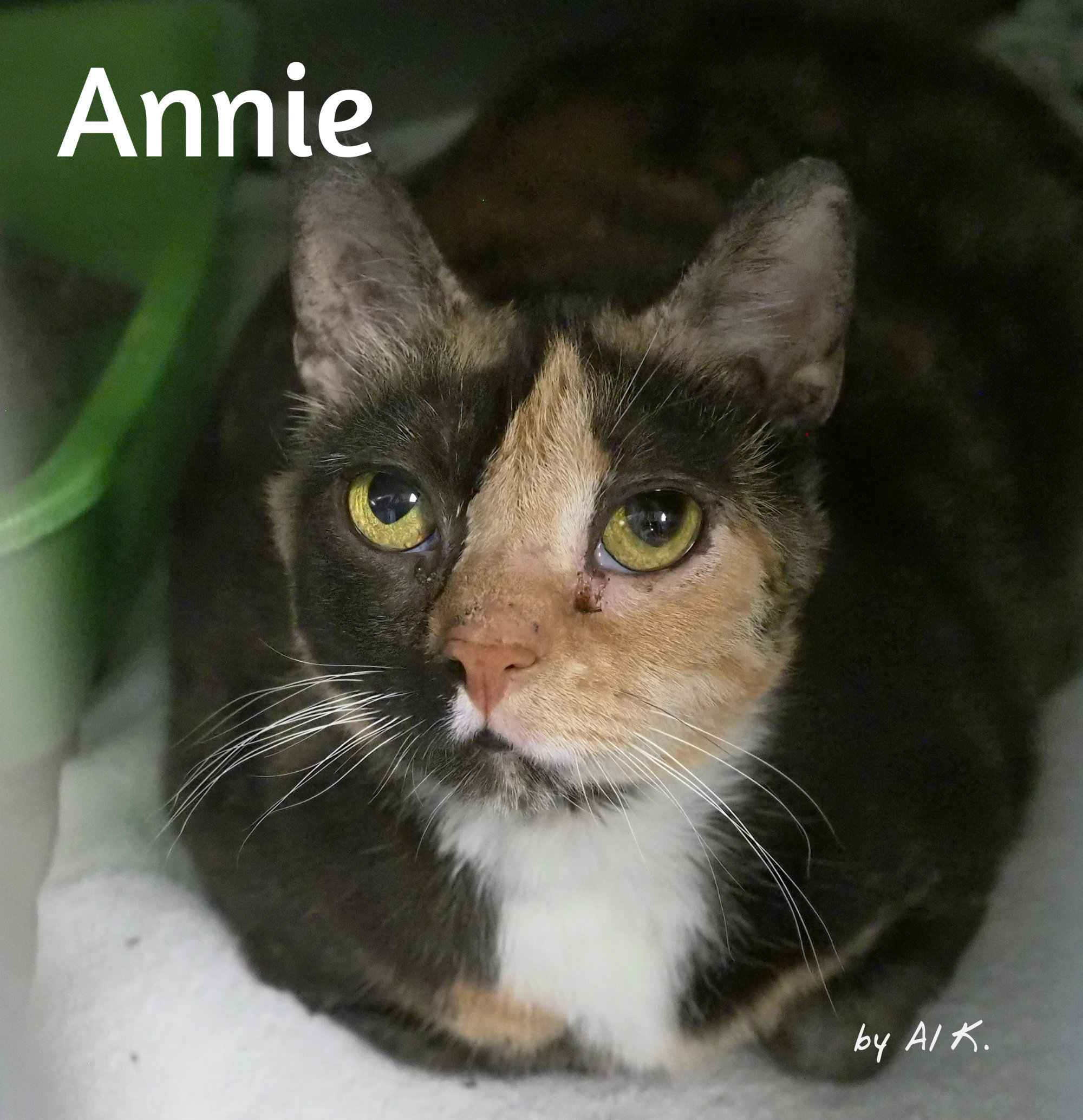 Cat for adoption Annie, a Domestic Short Hair Mix in Cape May Court