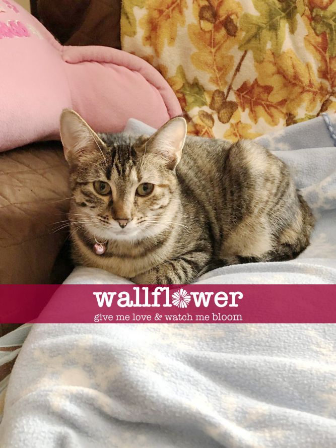 Cat for adoption - Tallulah, a Domestic Short Hair in ...
