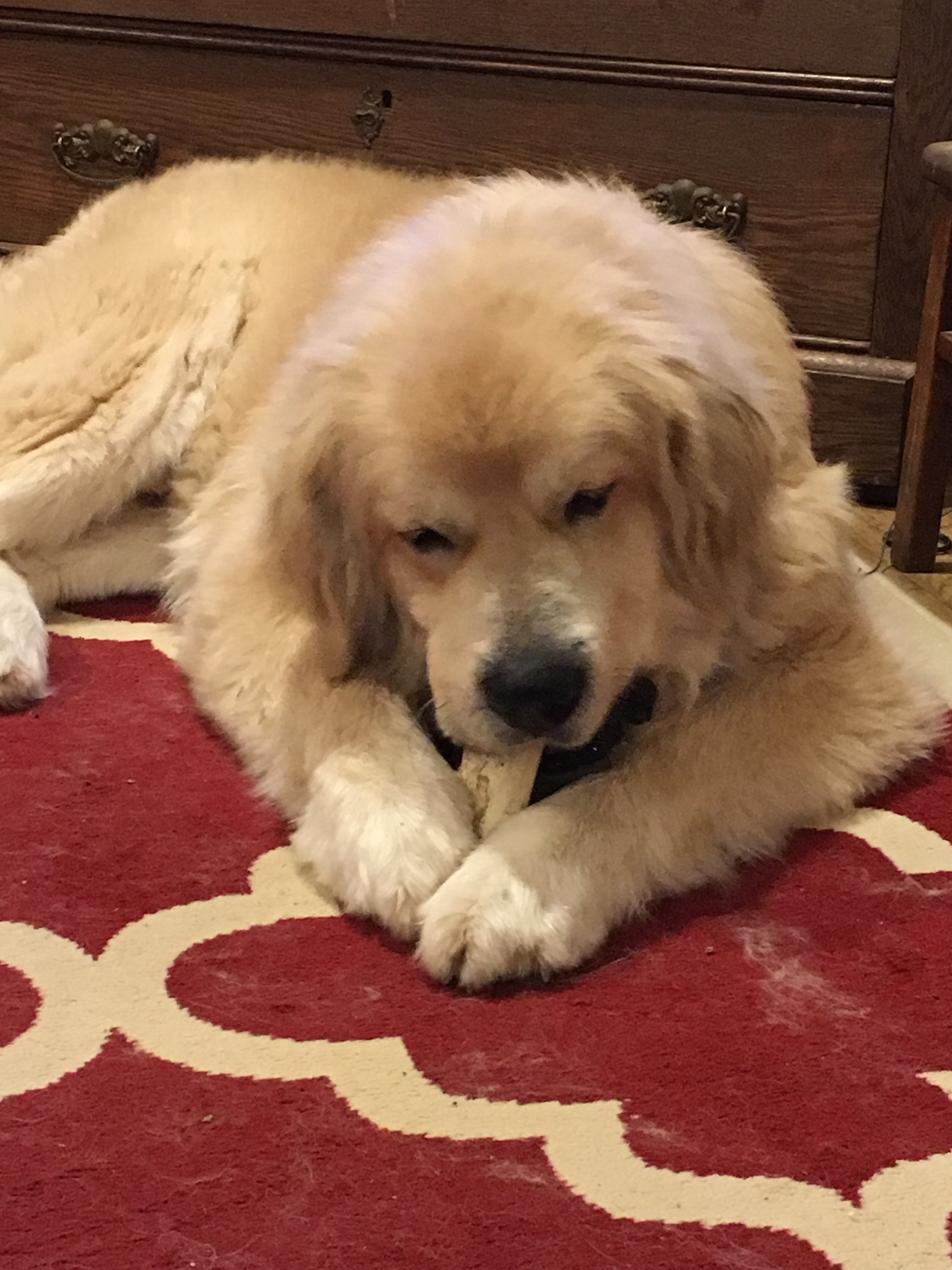 Edgar, an adoptable Great Pyrenees, Mixed Breed in Richmond, VA, 23231 | Photo Image 2