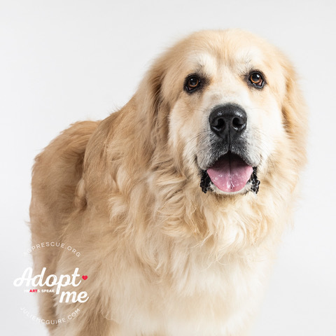 Edgar, an adoptable Great Pyrenees, Mixed Breed in Richmond, VA, 23231 | Photo Image 3