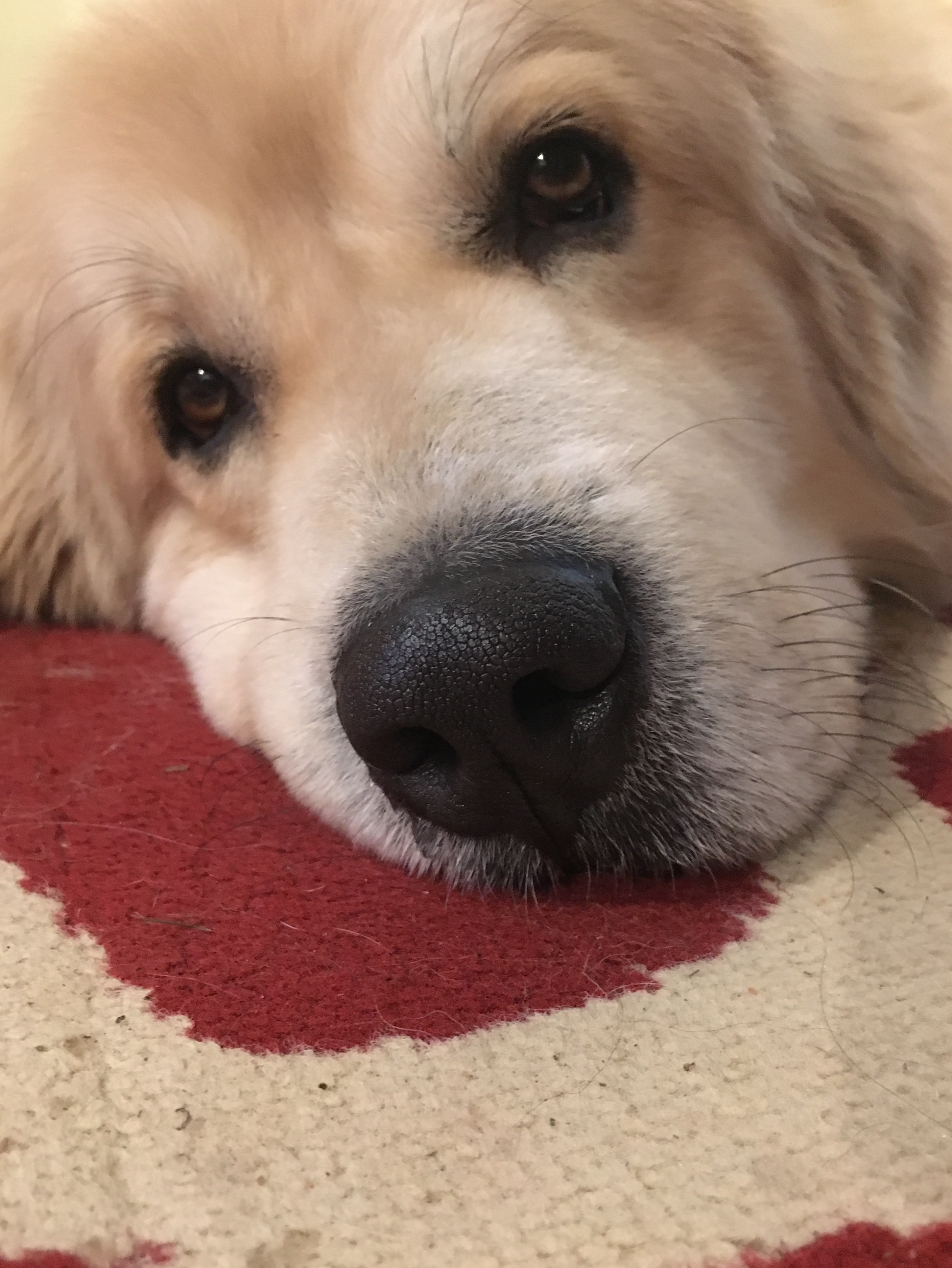 Edgar, an adoptable Great Pyrenees, Mixed Breed in Richmond, VA, 23231 | Photo Image 4