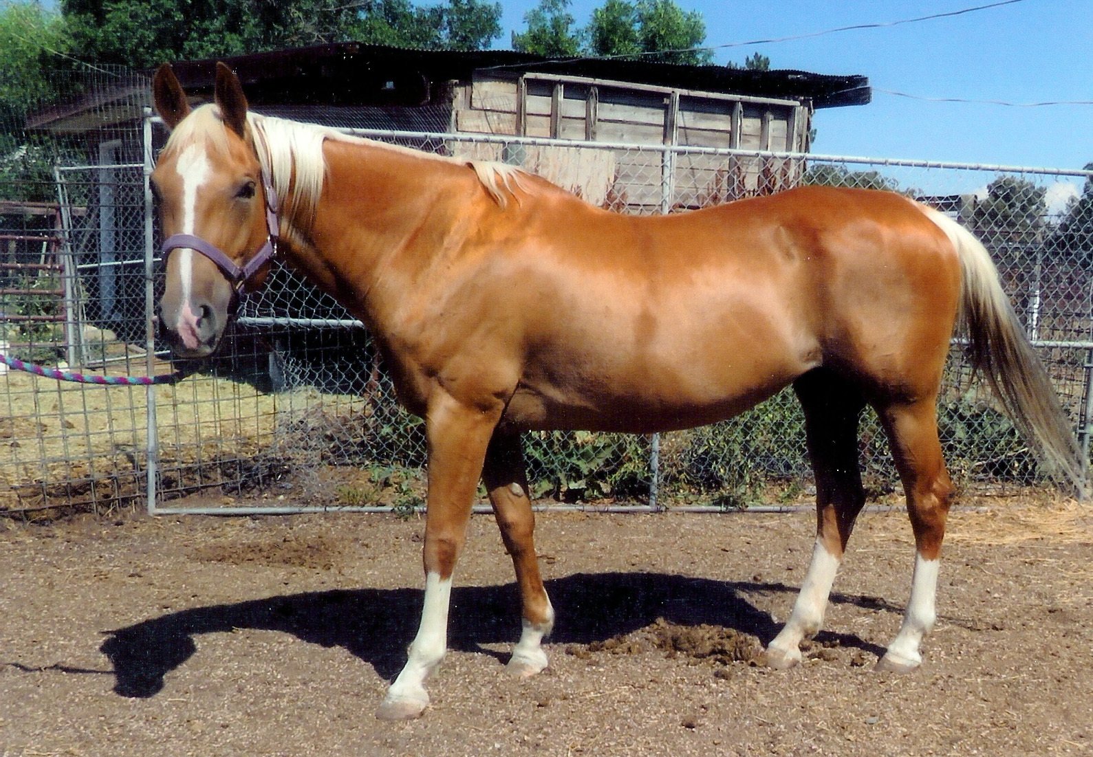 Horse for adoption - Buttercup, a Quarterhorse in Arvada, CO | Petfinder