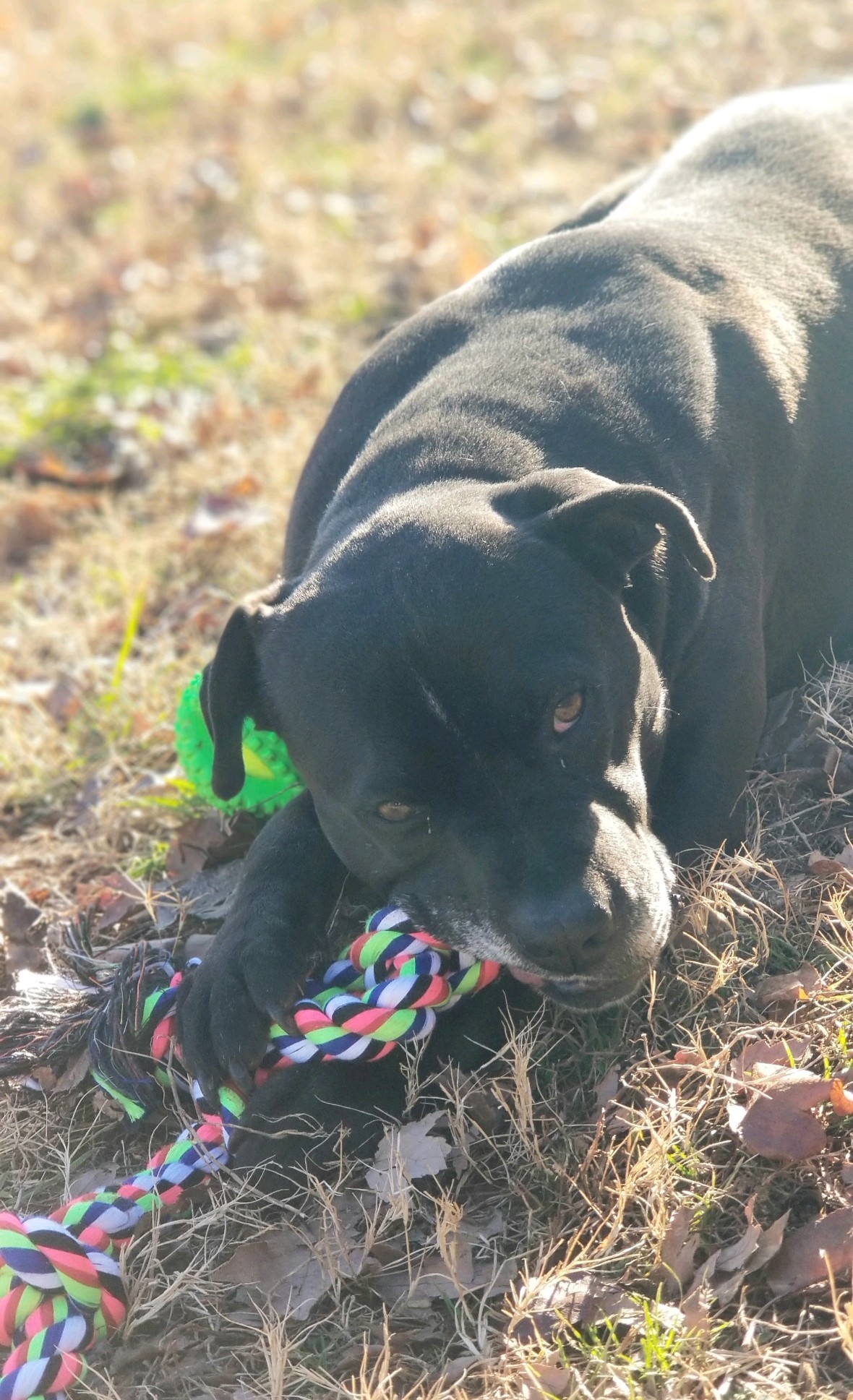 Oscar, an adoptable American Bulldog, Boxer in Sautee Nacoochee, GA, 30571 | Photo Image 2