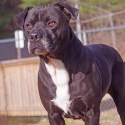 Oscar, an adoptable American Bulldog, Boxer in Sautee Nacoochee, GA, 30571 | Photo Image 3