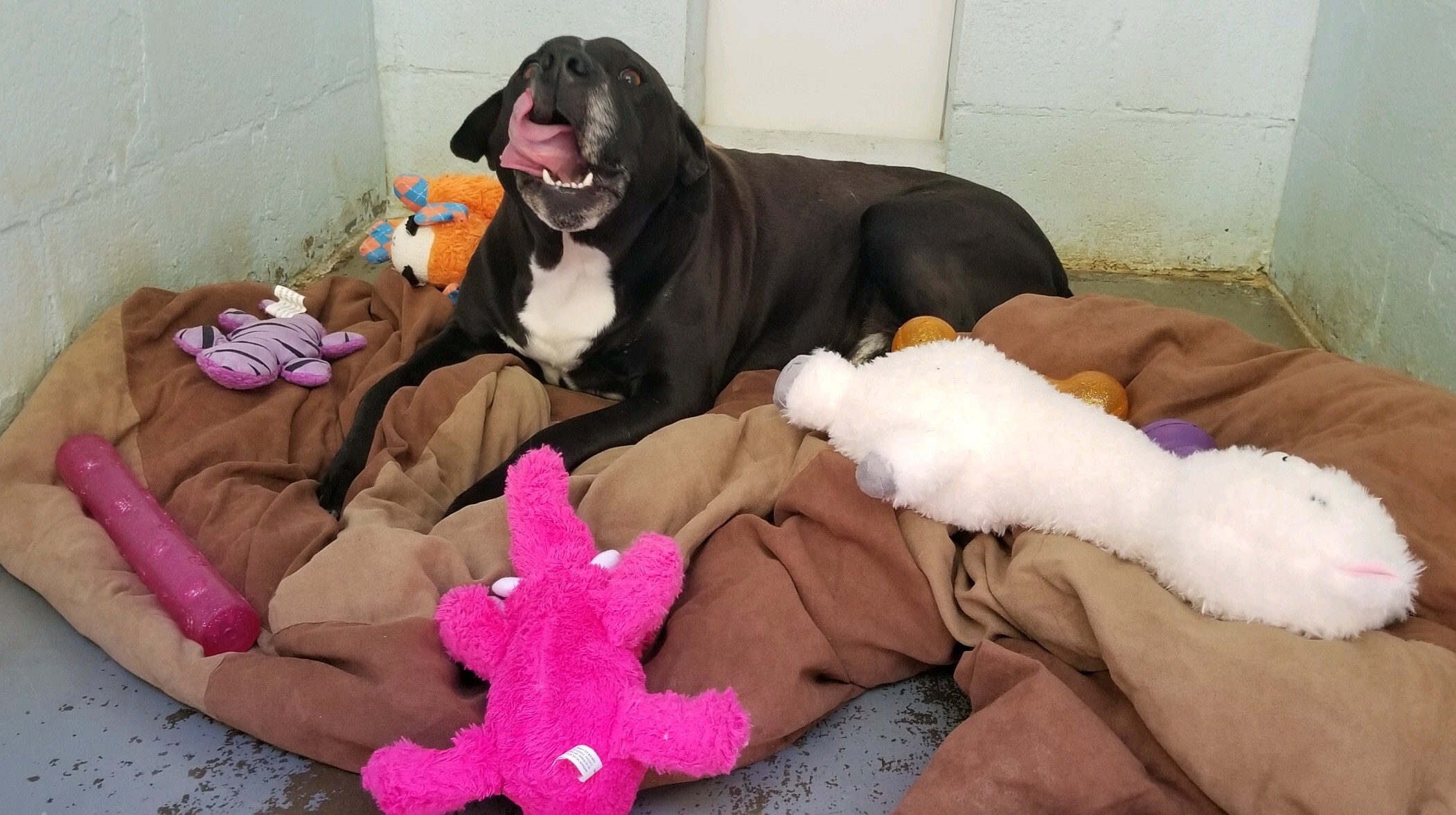 Oscar, an adoptable American Bulldog, Boxer in Sautee Nacoochee, GA, 30571 | Photo Image 4