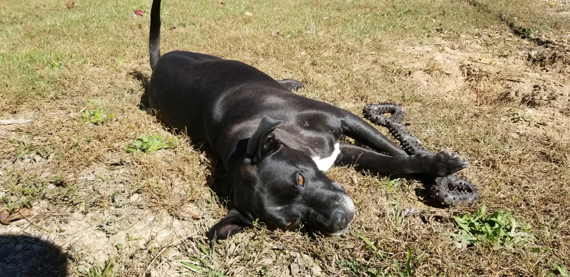 Oscar, an adoptable American Bulldog, Boxer in Sautee Nacoochee, GA, 30571 | Photo Image 6