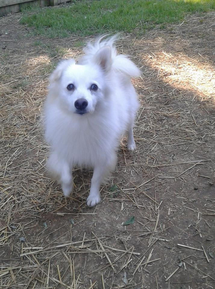 IZZY, an adoptable American Eskimo Dog in Maineville, OH, 45039 | Photo Image 3