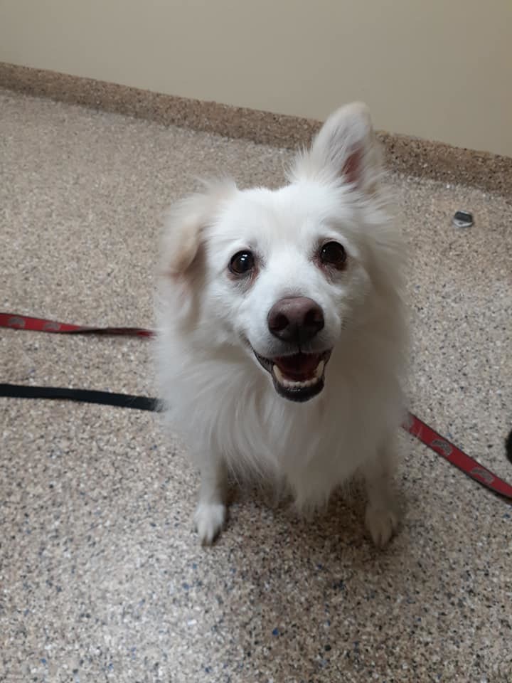 IZZY, an adoptable American Eskimo Dog in Maineville, OH, 45039 | Photo Image 5