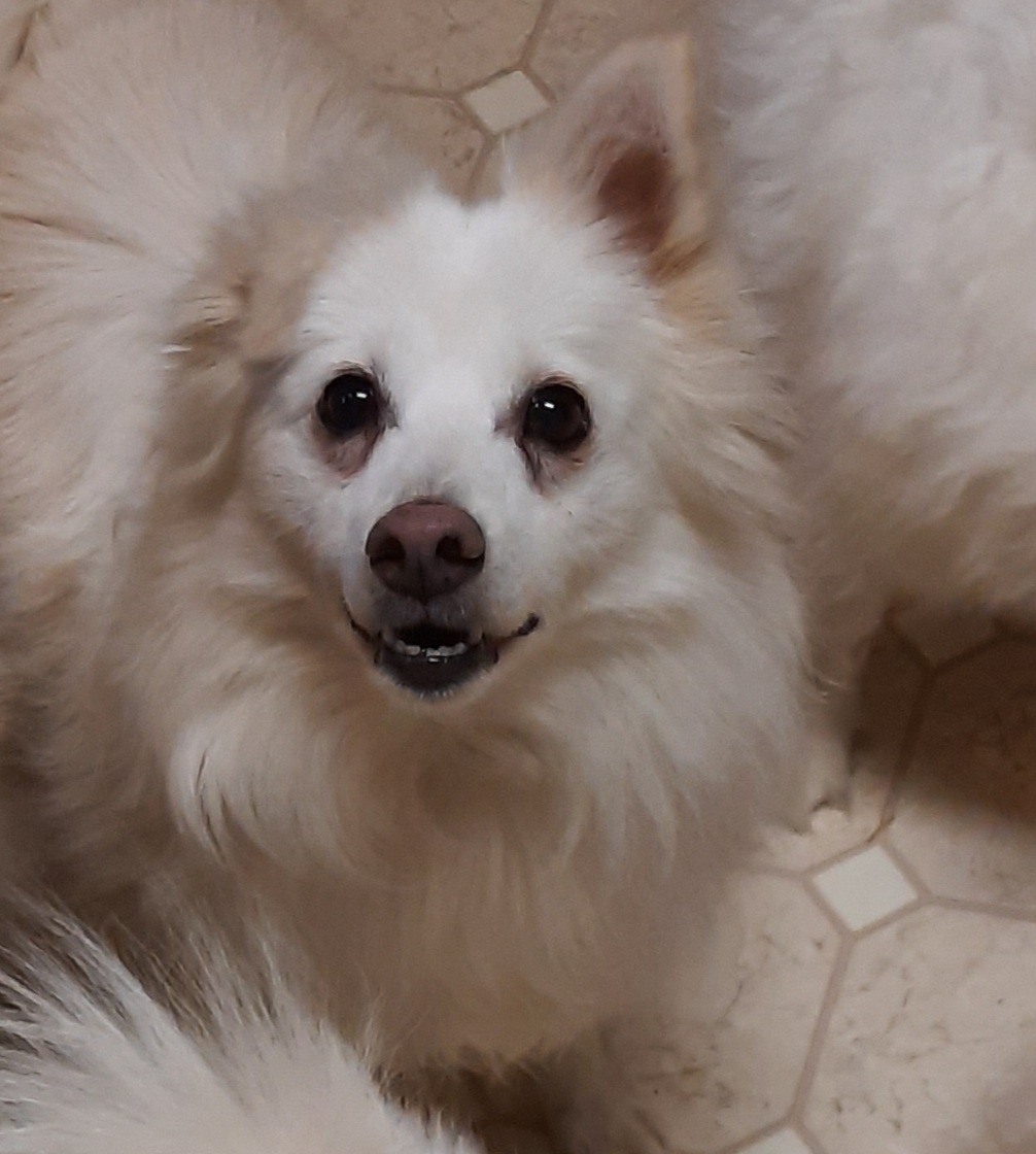 IZZY, an adoptable American Eskimo Dog in Maineville, OH, 45039 | Photo Image 1