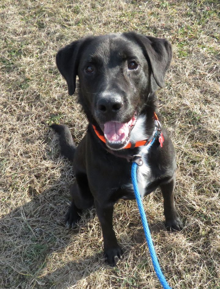 Rudy, an adopted Labrador Retriever in Allegan, MI_image-3