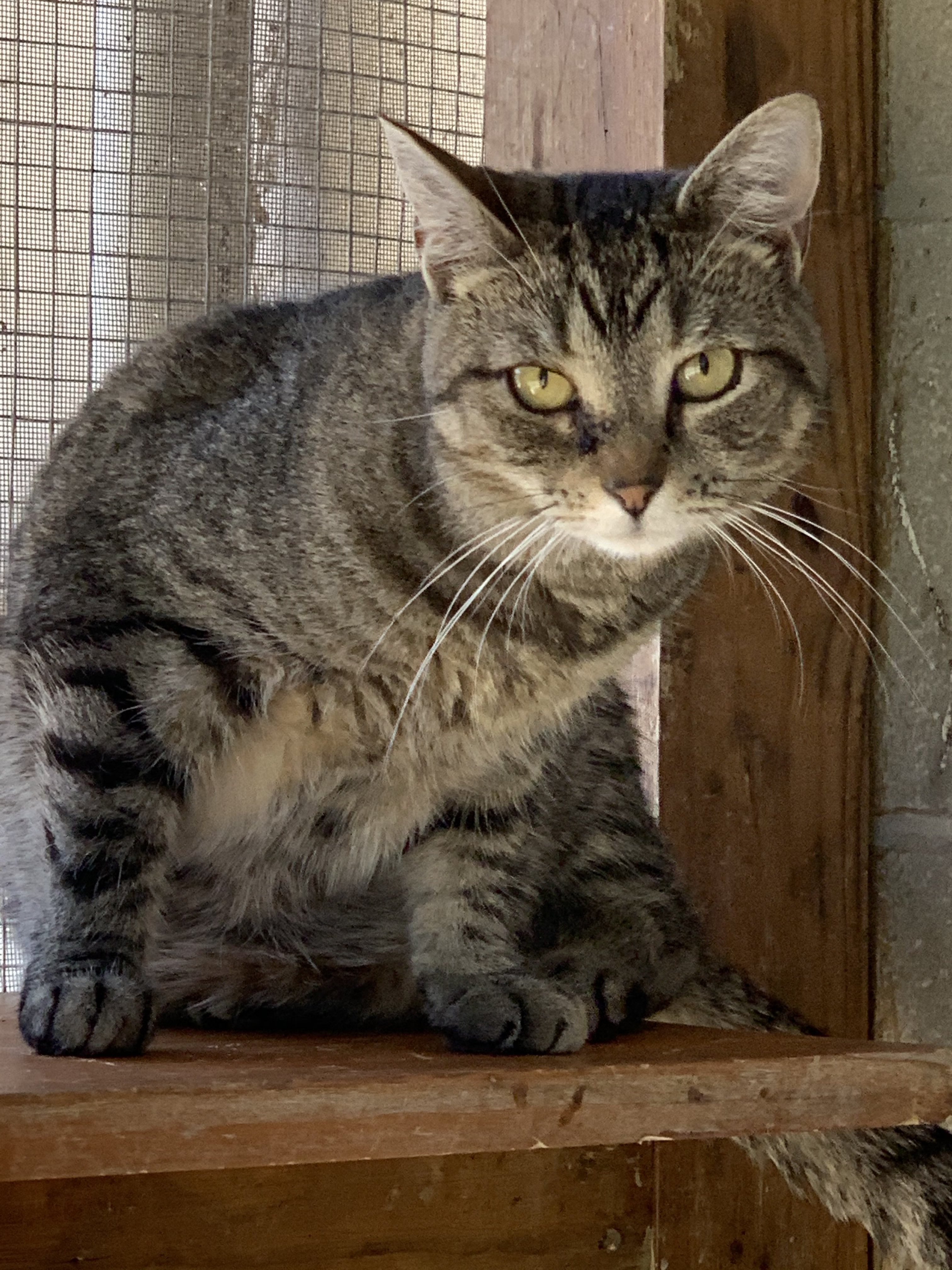 Catalina, an adoptable Domestic Short Hair in Berlin, MD, 21811 | Photo Image 1