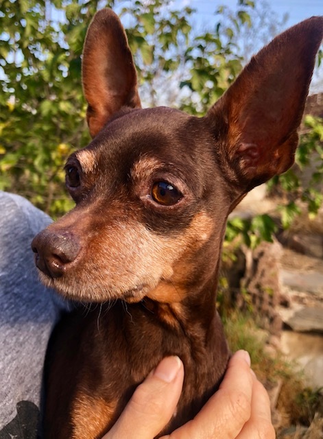 Dog For Adoption Miss Plum A Miniature Pinscher Chihuahua Mix