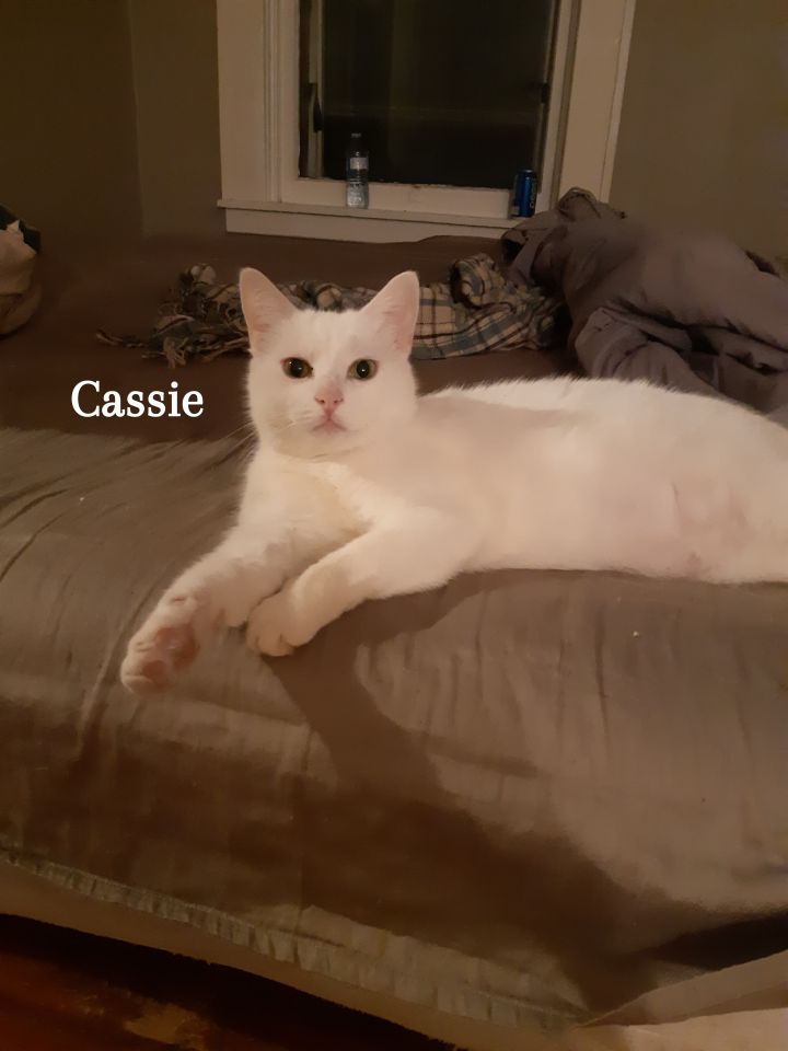 Cassie 3