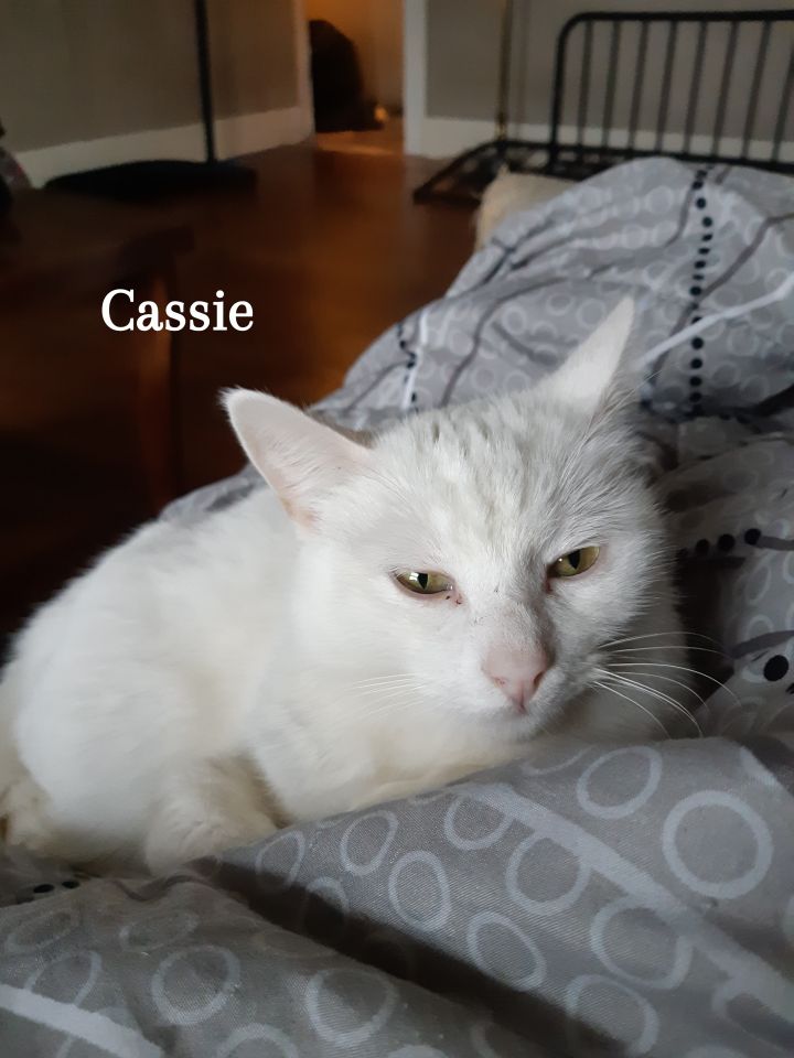 Cassie 4