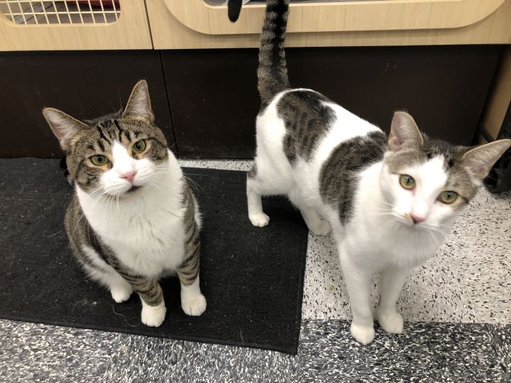 Tommy & Titan - A Purrfect Pair 6