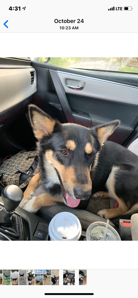 Bonnie, an adoptable German Shepherd Dog in Cortlandt Manor, NY, 10567 | Photo Image 4