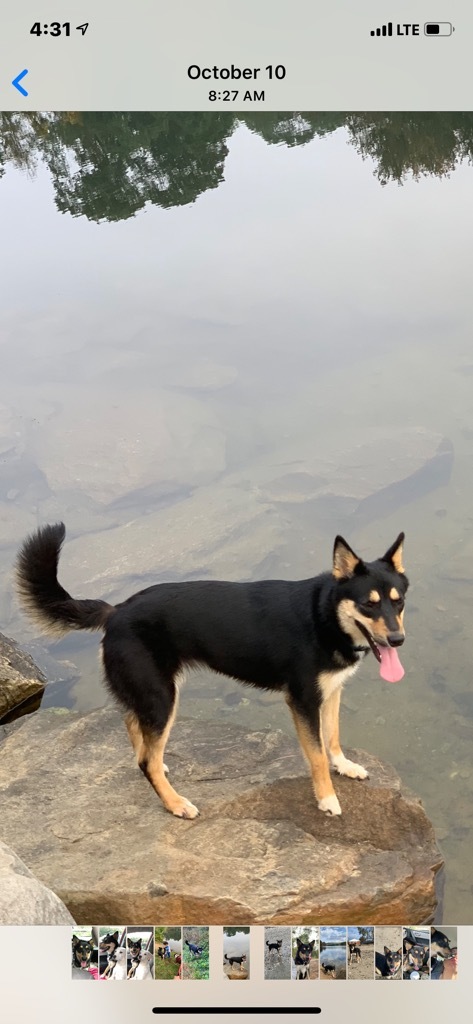 Bonnie, an adoptable German Shepherd Dog in Cortlandt Manor, NY, 10567 | Photo Image 6